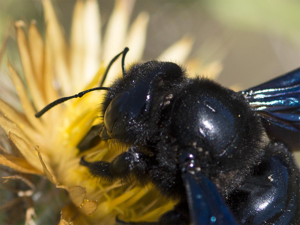 Xylocopa violacea